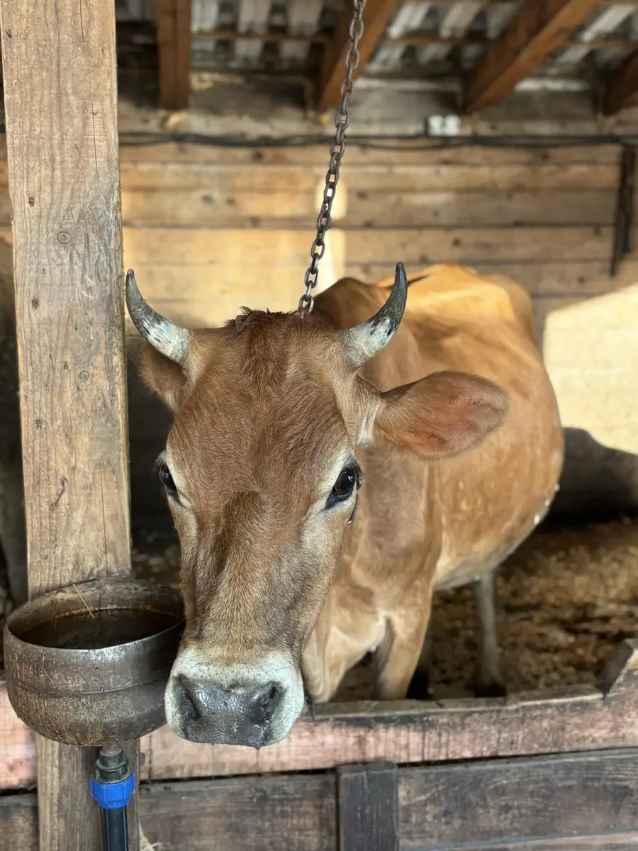 Корова смотрит в камеру