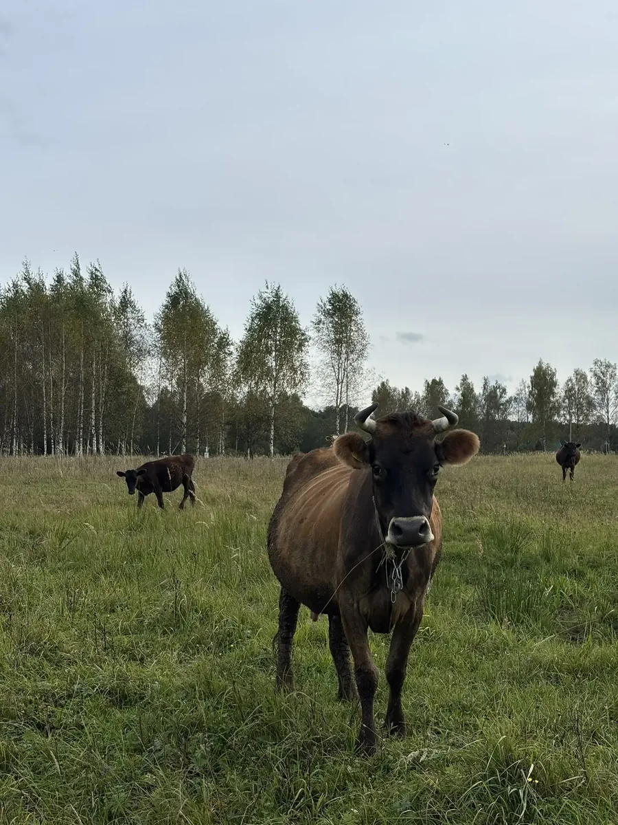 Коровы на пастбище, берёзовый лес
