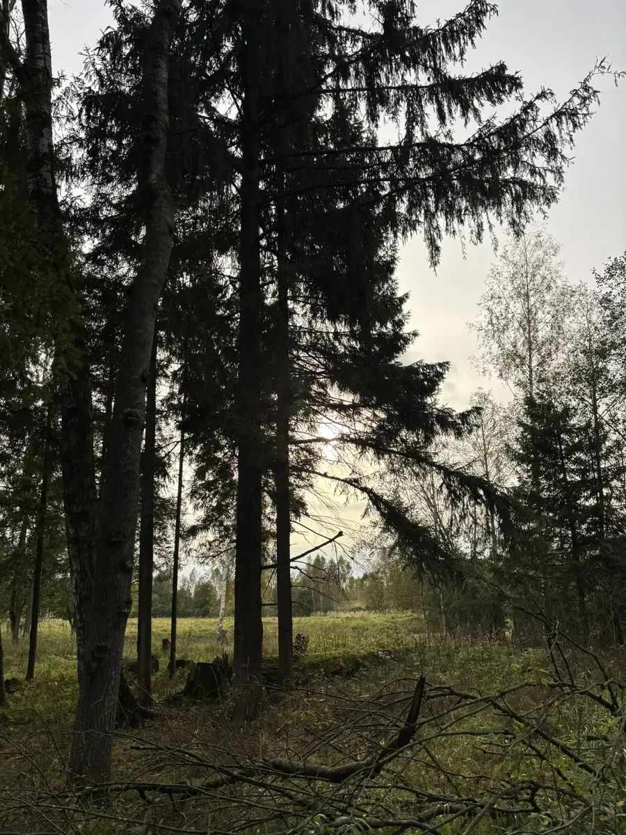 Лес на территории фермы